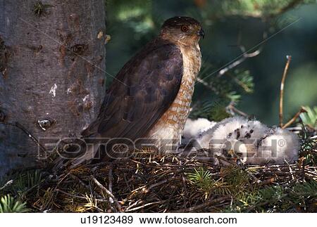 Cooper's Hawk in nest with young View Large Photo Image Stock Photo - Cooper's Hawk in nest with young. Fotosearch