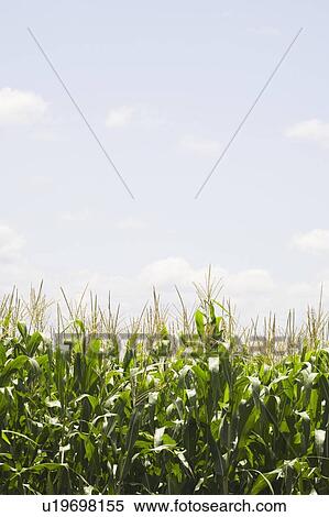 Corn field and sky View Large Photo Image Stock Photography - Corn field and sky. Fotosearch