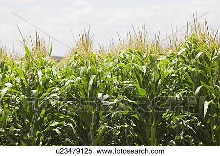 Corn field and sky View Large Photo Image Stock Photography - Corn field and sky. Fotosearch