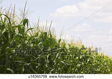 Corn field View Large Photo Image Stock Photo - Corn field. Fotosearch