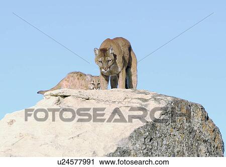 Cougar and kit on rocks View Large Photo Image Stock Image - Cougar and kit on rocks. Fotosearch