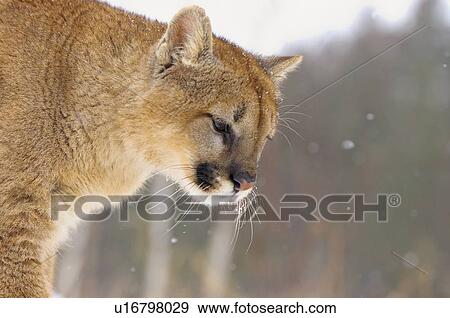 Stock Photo - Cougar in snowfall. Fotosearch