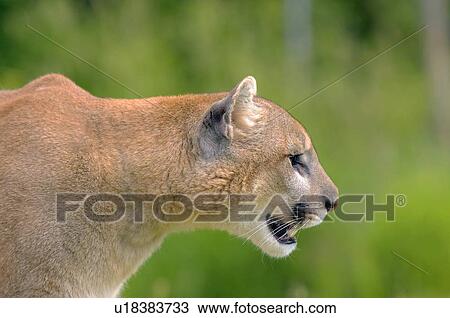 Cougar profile View Large Photo Image Stock Image - Cougar profile. Fotosearch