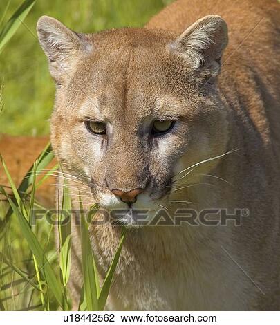 Stock Image - Cougar. Fotosearch