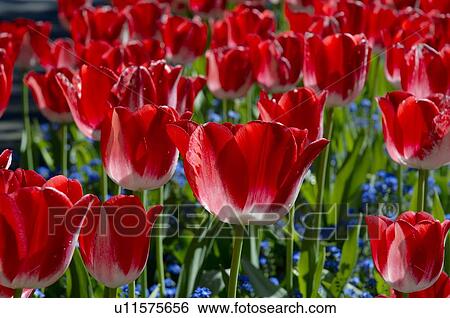 Countless red tulips View Large Photo Image Stock Photograph - Countless red tulips. Fotosearch