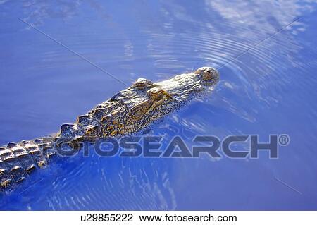 Crocodile above water View Large Photo Image Stock Image - Crocodile above water. Fotosearch