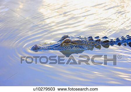 Crocodile peeking above water View Large Photo Image Stock Image - Crocodile peeking above water. Fotosearch
