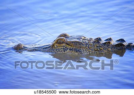 Crocodile's eye peering above water View Large Photo Image Stock Image - Crocodile's eye peering above water. Fotosearch