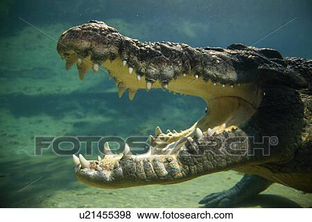 Crocodile's open mouth View Large Photo Image Stock Photo - Crocodile's open mouth. Fotosearch