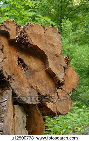 Cut cedar trees View Large Photo Image Stock Photo - Cut cedar trees. Fotosearch