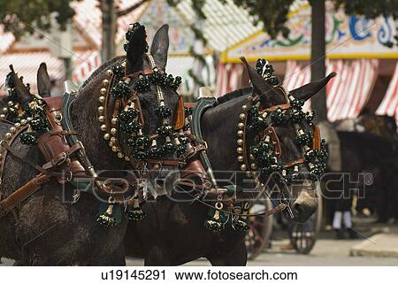 Stock Image - Decorated Horses. Fotosearch