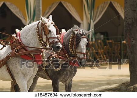 Picture - Decorative Horses. Fotosearch