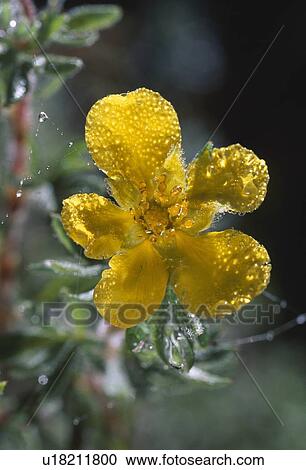Dew-covered cinquefoil flower (Potentilla glandulosa) View Large Photo Image Stock Image - Dew-covered cinquefoil flower (Potentilla glandulosa). Fotosearch