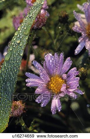 Dew drops on blooming aster fowers View Large Photo Image Stock Photo - Dew drops on blooming aster fowers. Fotosearch