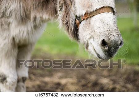 Donkey's nose View Large Photo Image Stock Image - Donkey's nose. Fotosearch