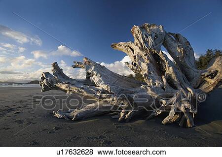 Stock Photo - Driftwood on a beach. Fotosearch