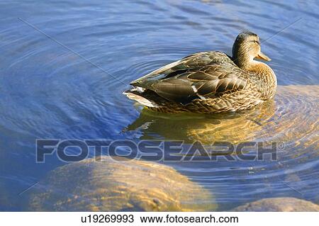 Duck swimming in pond View Large Photo Image Stock Image - Duck swimming in pond. Fotosearch