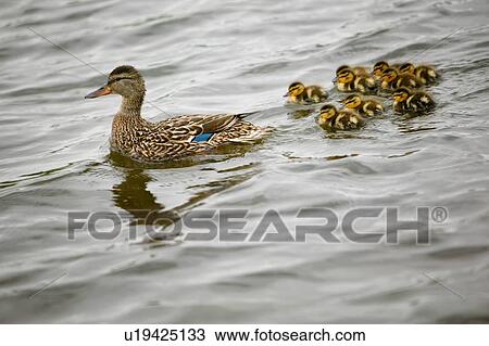 Ducklings following mother View Large Photo Image Stock Image - Ducklings following mother. Fotosearch