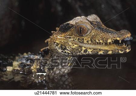 Dwarf caiman View Large Photo Image Stock Image - Dwarf caiman. Fotosearch