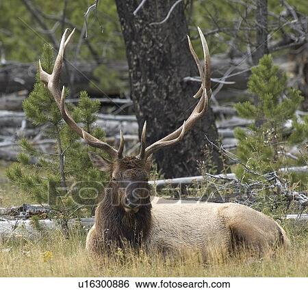 Elk buck View Large Photo Image Stock Photograph - Elk buck. Fotosearch