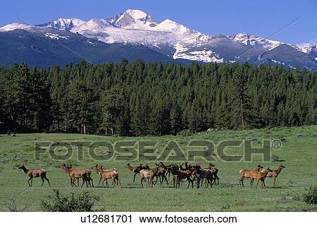 Stock Image - Elk herd in mountain meadow. Fotosearch