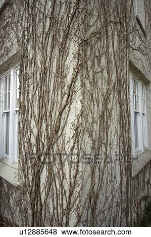 Stock Photo - Exterior with vine growth. Fotosearch