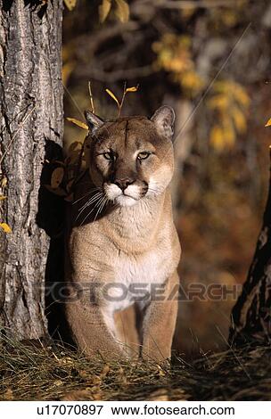 Eye-contact with mountain lion View Large Photo Image Stock Photo - Eye-contact with mountain lion. Fotosearch