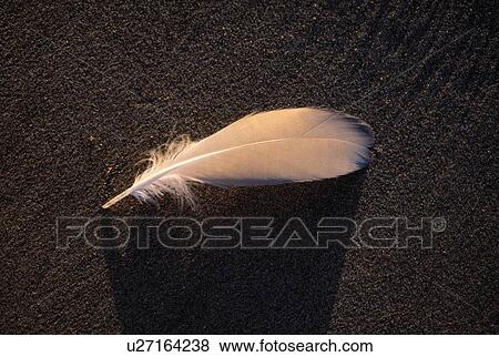 Feather on sand at sunset View Large Photo Image Stock Photo - Feather on sand at sunset. Fotosearch