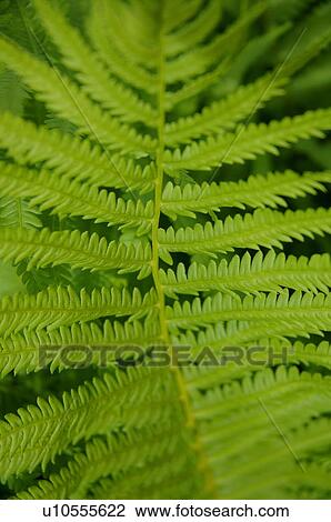 Fern leaves View Large Photo Image Stock Image - Fern leaves. Fotosearch