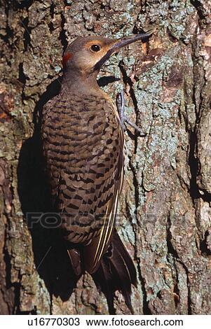 Flicker bird on a tree View Large Photo Image Stock Image - Flicker bird on a tree. Fotosearch