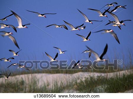 Flock of black skimmers View Large Photo Image Picture - Flock of black skimmers. Fotosearch
