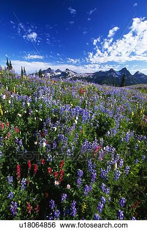 Stock Photograph - Flowers with Tattosh Mountains, Mt. Rainier National Park. Fotosearch