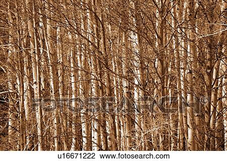 Forest View Large Photo Image Stock Image - Forest. Fotosearch