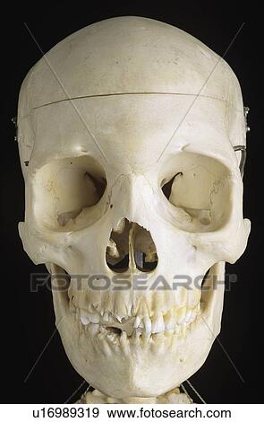 Stock Photo - Frontal View of Skull. Fotosearch