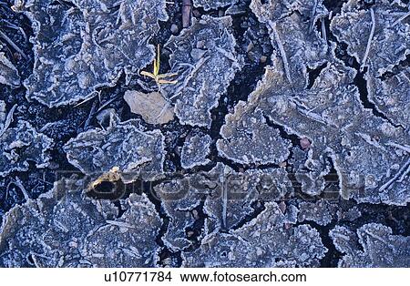 Frost covered cracked mud View Large Photo Image Picture - Frost covered cracked mud. Fotosearch