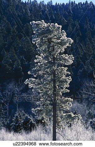 Stock Photo - Frost-covered ponderosa pine tree in the Jemez mountains. Fotosearch