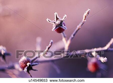 Frosty berries View Large Photo Image Stock Image - Frosty berries . Fotosearch