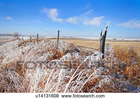 Frosty grass View Large Photo Image Stock Photo - Frosty grass. Fotosearch