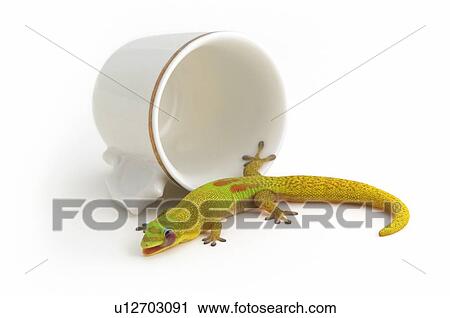 Gecko and tea cup View Large Photo Image Stock Image - Gecko and tea cup. Fotosearch
