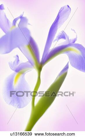 Glowing Iris Vertical View Large Photo Image Stock Photo - Glowing Iris Vertical. Fotosearch