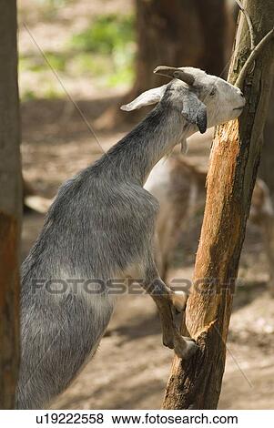Goat Eating Bark of Tree View Large Photo Image Stock Photo - Goat Eating Bark of Tree. Fotosearch