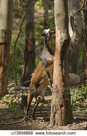 Stock Photo - Goat standing up on tree. Fotosearch
