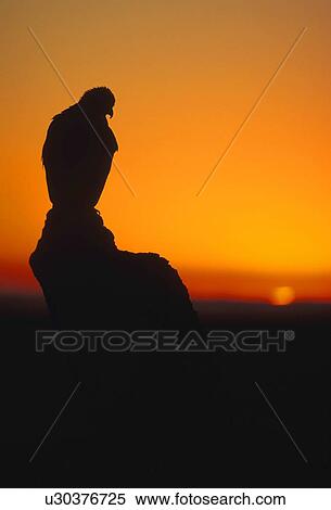 Golden eagle at sunset View Large Photo Image Stock Photography - Golden eagle at sunset. Fotosearch
