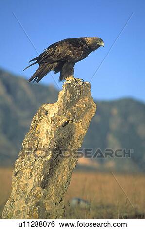 Golden eagle on rock View Large Photo Image Stock Photograph - Golden eagle on rock. Fotosearch