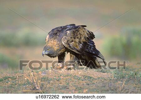 Stock Image - Golden eagle with prey. Fotosearch