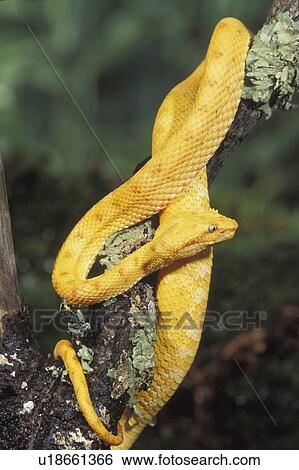 Stock Photograph - Golden eyelash viper. Fotosearch