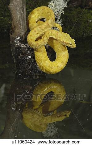 Picture - Golden eyelash viper with reflection. Fotosearch