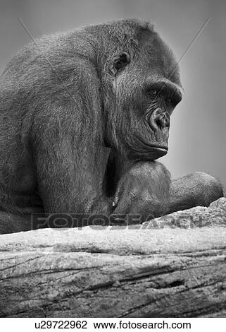 Stock Image - Gorilla portrait. Fotosearch