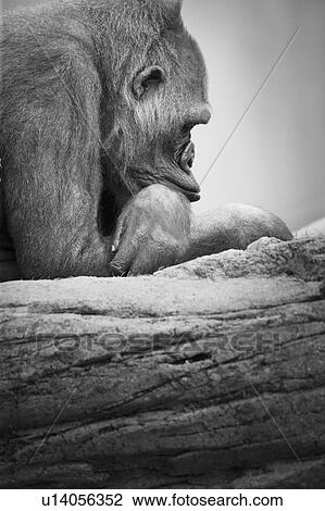 Gorilla resting View Large Photo Image Stock Image - Gorilla resting. Fotosearch