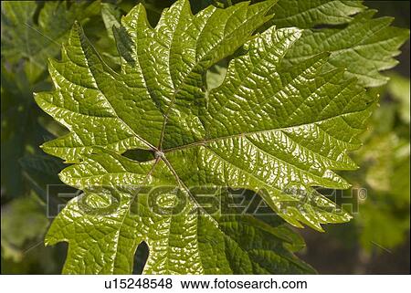 Grape Leaf View Large Photo Image Stock Photo - Grape Leaf. Fotosearch